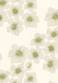 Helleborus Fabric, White
